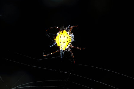 Spider in the forestの写真素材