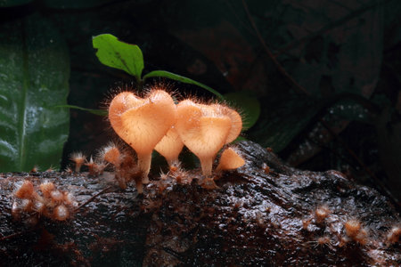 Mushrooms in the forestの写真素材