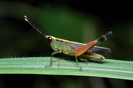 grasshopperの写真素材