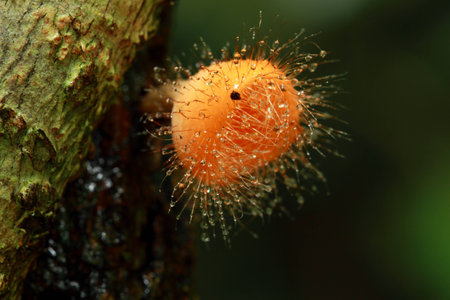 Mushrooms in the forestの写真素材
