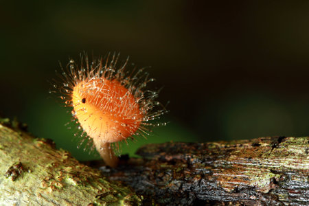 Mushrooms in the forestの写真素材