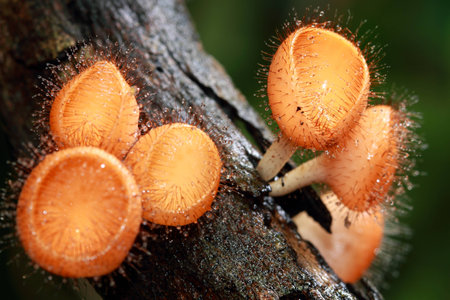 Mushrooms in the forestの写真素材