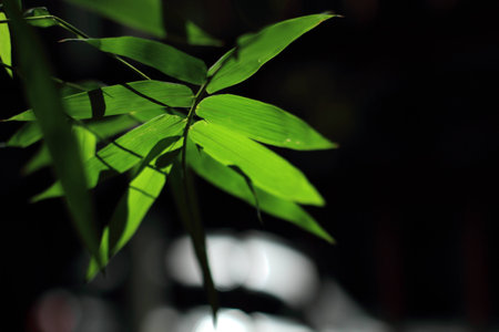 bamboo leavesの写真素材