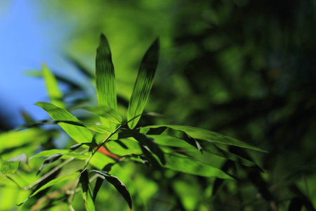 bamboo leavesの写真素材