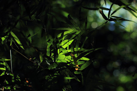 bamboo leavesの写真素材