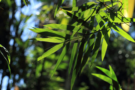 bamboo leavesの写真素材