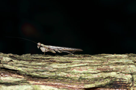 grasshopperの写真素材