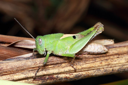 grasshopperの写真素材