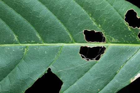 leavesの写真素材