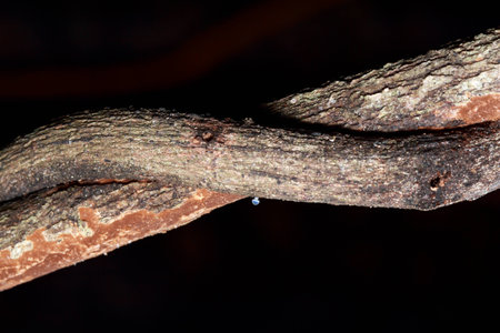 Vine around tree in Thailand forestの写真素材