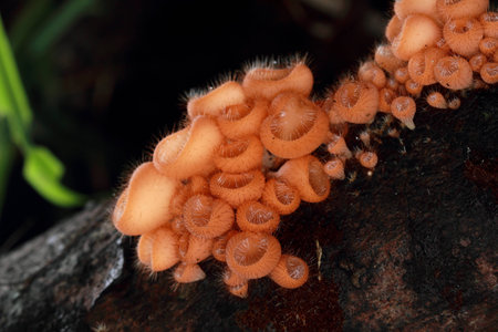 Mushrooms in the forestの写真素材
