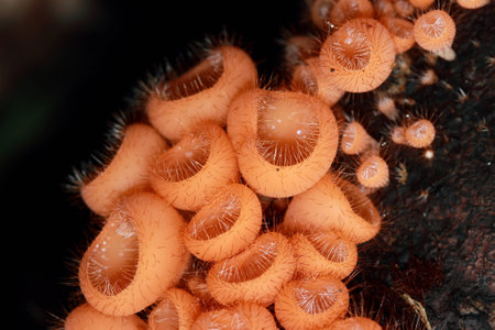 Mushrooms in the forestの写真素材