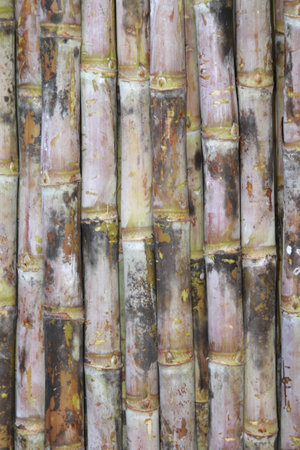Sugarcaneの写真素材