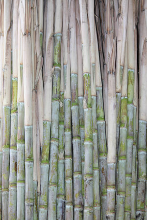 Sugarcaneの写真素材