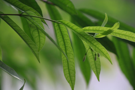 Leavesの写真素材