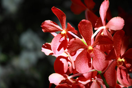 Orchid