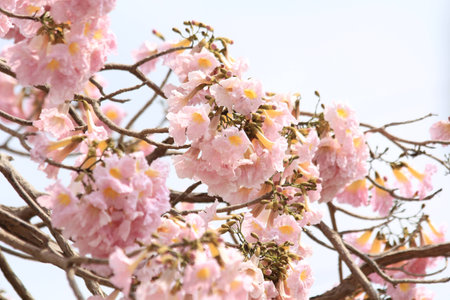 Tabebuia roseaの写真素材