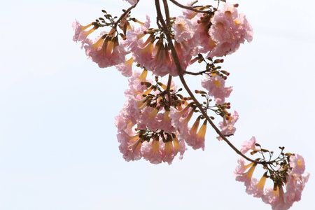 Tabebuia roseaの写真素材