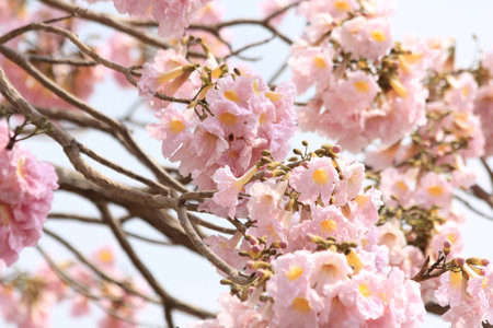 Tabebuia rosea