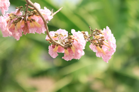 Tabebuia rosea