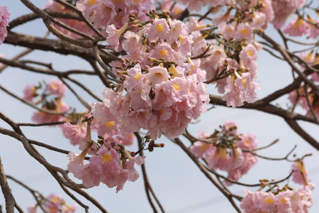Tabebuia rosea