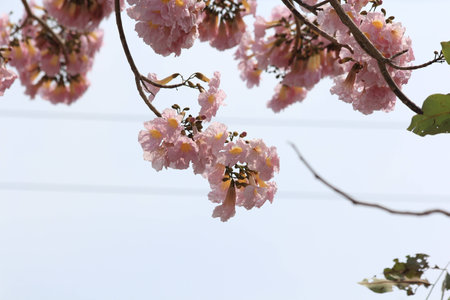 Tabebuia roseaの写真素材
