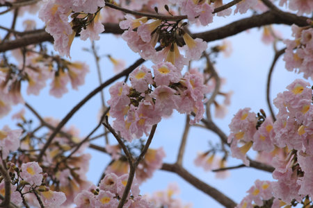 Tabebuia rosea