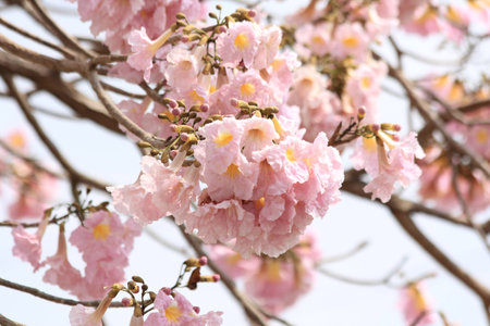 Tabebuia rosea