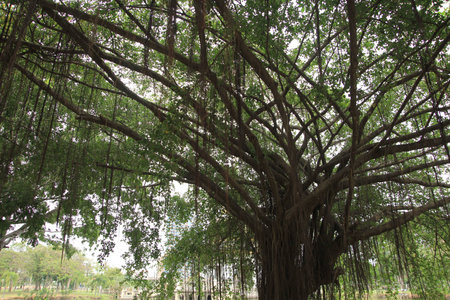 Big treeの写真素材