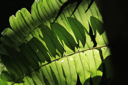 Green leaves with sunlight