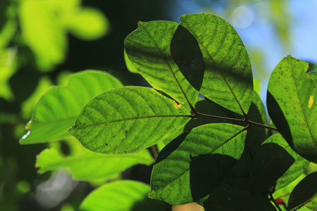 Leaves with sunlight