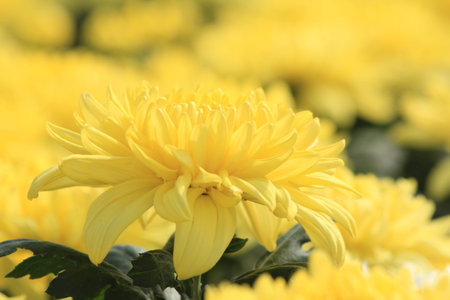Chrysanthemum flowersの写真素材