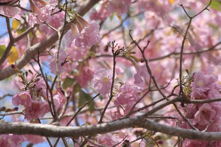 Tabebuia rosea in the Thailand park