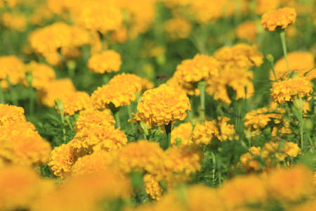 Yellow flowers in the gardenの写真素材