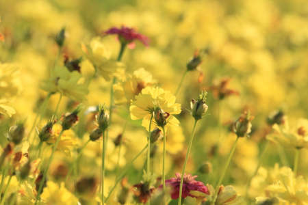 Yellow flowers in the garden