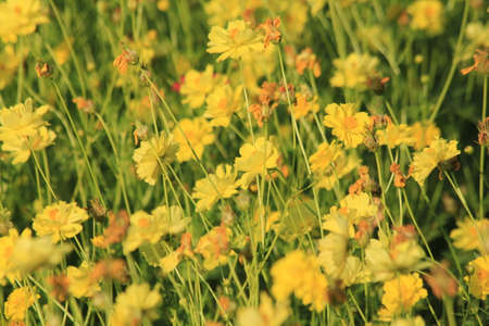 Yellow flowers in the garden