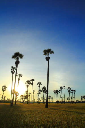 Silhouette photography with the backlight of the sun Sugar palmの写真素材