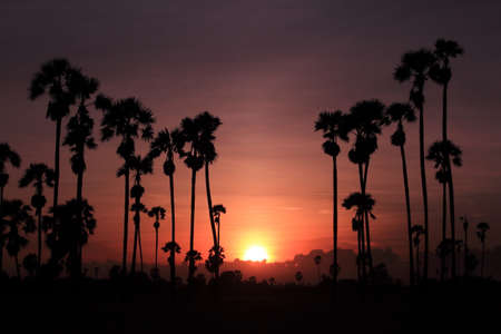 Silhouette photography with the backlight of the sun Sugar palmの写真素材