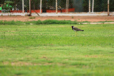 A wandering bird standing onの写真素材