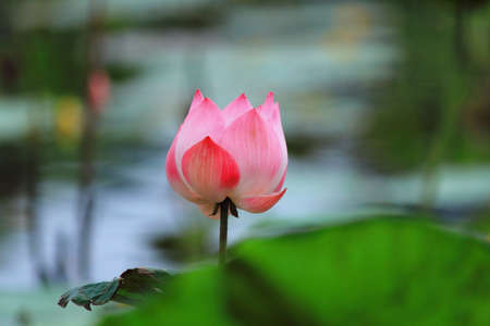 Lotus flower in thailandの写真素材