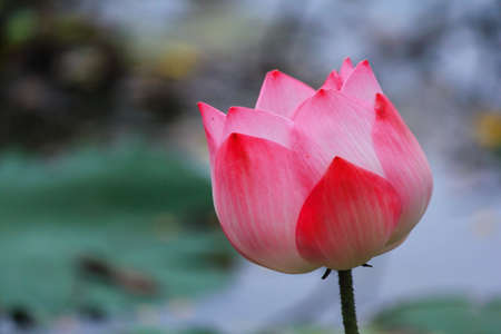Lotus flower in thailandの写真素材