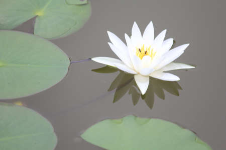 Lotus flower in thailandの写真素材