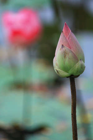 Lotus flower in thailandの写真素材
