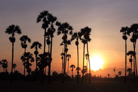 morning sun rises at the sugar palm in the field.の写真素材