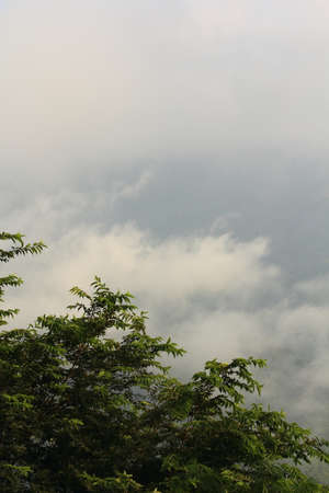 Morning mist on the mountain