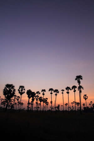 sugar palm in the middle of the rice field in the morningの写真素材