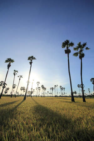 Palm trees in the morning fieldsの写真素材