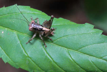 grasshopper