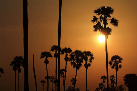 Palm trees in the morning fieldsの写真素材