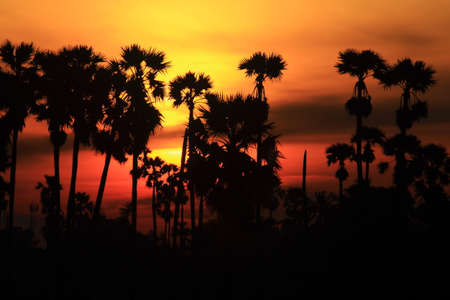 Palm trees in the morning fieldsの写真素材